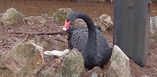 WATCH: Black swan dad Bert on the nest 