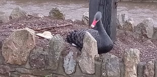 Swan couple make it five eggs 