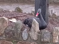 Swan couple make it five eggs 