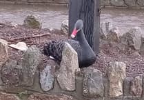 Swan couple make it five eggs