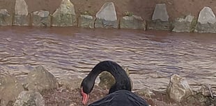Swan nests braced for another storm 