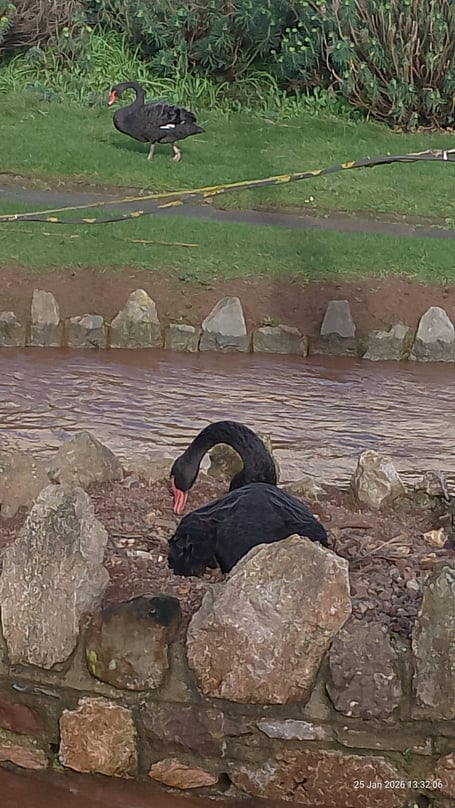 The Black Swan nest at Tuck's Plot. Photo Noreen Goodchild