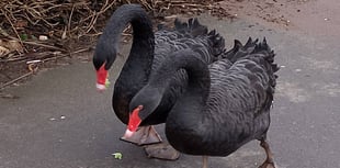 Swans mating again after storm washed away nest 