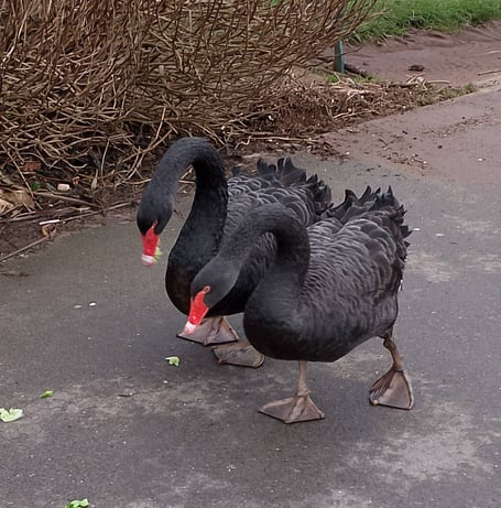 Black swans in Dawlish after Storm Chandra washed away the nests. Photo Noreen Goodchild
