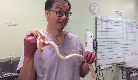 Vet saves egg-bound snake from life-threatening condition