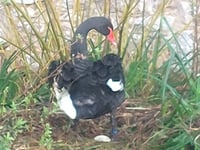 Black swans lay new egg in Dawlish