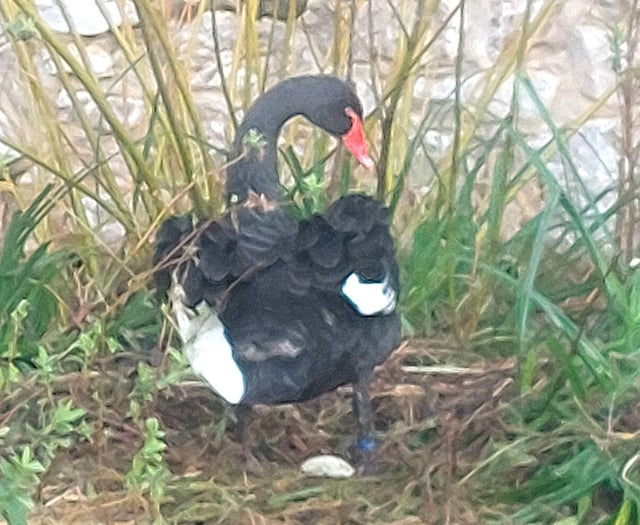 Black swans lay new egg in Dawlish