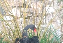 Black swans lay new egg in Dawlish