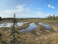 Devon-led study confirms Arctic peatlands are expanding