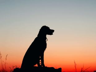 Parish council urges dog owners to act responsibly
