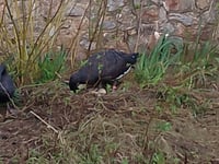 Broody Black Swans now have 10 eggs 