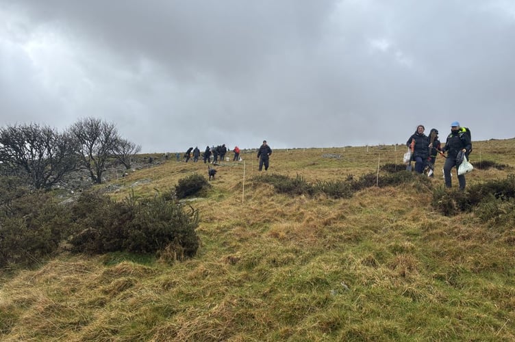 Tree planting at Wistman's Wood. Photo contributed