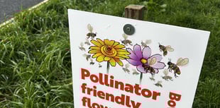 Roadside verges in Bovey Tracey set for an eco makeover.
