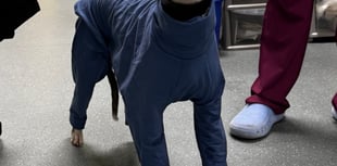 Vet warns of deadly dog condition