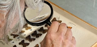 Bug collection highlights environmental change