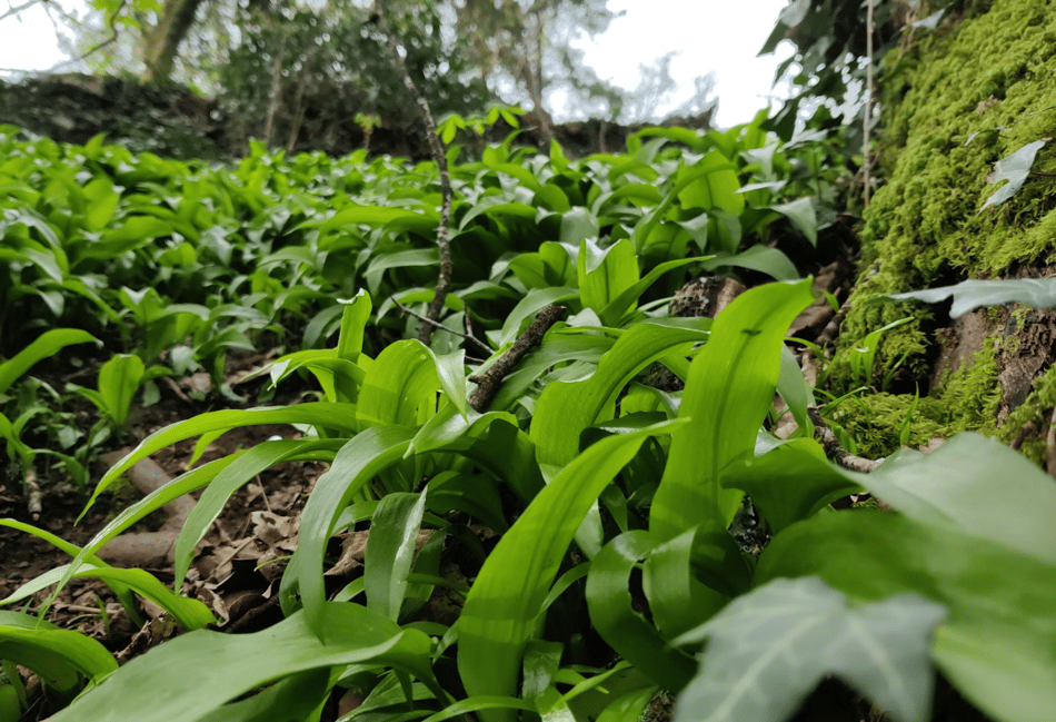 Council report sets out progress on protecting nature in Devon
