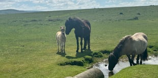 Dartmoor pony cull petition reaches 145k signatures
