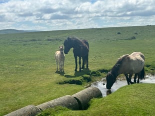 Dartmoor pony cull petition reaches 145k signatures