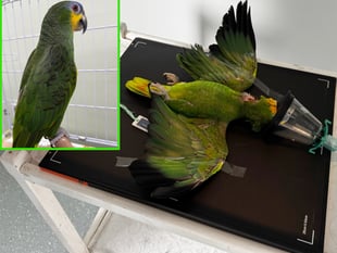 Vets perform surgery to save parrot