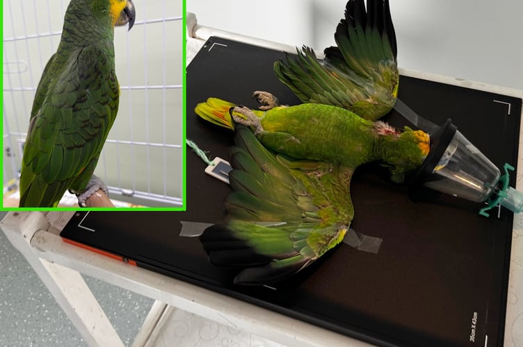 Pablo the Parrot -undergoing surgery and (inset) making a full recovery