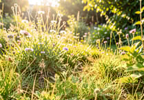 Support Dawlish's No Mow May campaign