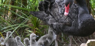 Easter Blessing as seven Black Swan cygnets hatch in Dawlish