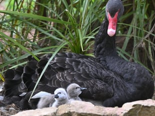 Easter Blessing as seven Black Swan cygnets hatch in Dawlish