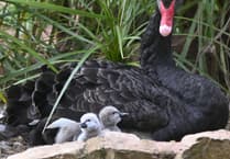 Easter Blessing as seven Black Swan cygnets hatch in Dawlish