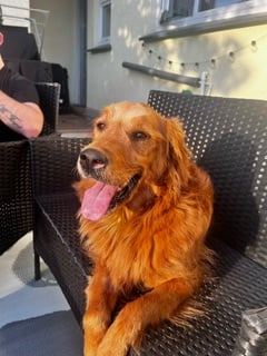 Reux the Golden Retriever. Photo Amity Vets