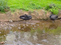 Cygnet saved from gull