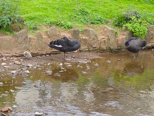 Cygnet saved from gull