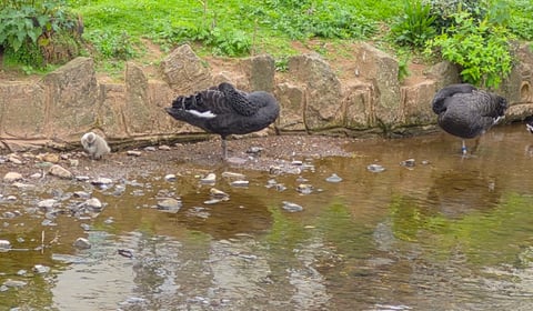 Cygnet saved from gull