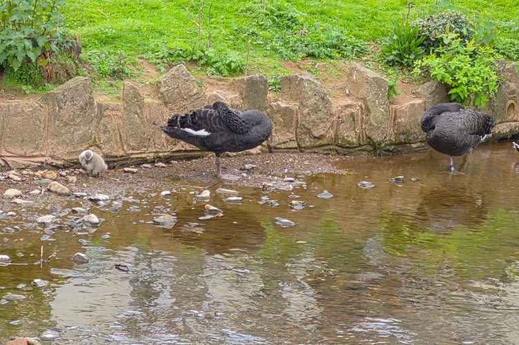Black Swans Rosie and Bluey with their cygnet., Photo Barry Baker