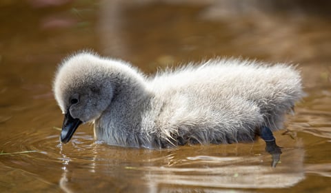 Warning over attacks on birdlife 