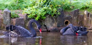 Dawlish loses another black swan cygnet