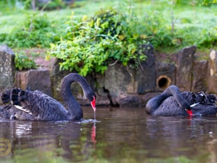 Dawlish loses another black swan cygnet
