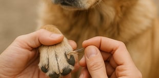 Vet's grass seed warning