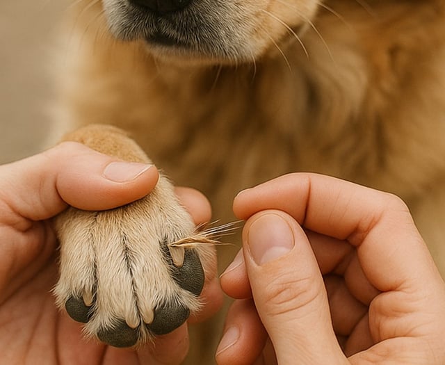 Vet's grass seed warning