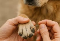 Watch out for grass seeds, vet warns