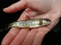 Plan for new fish pass at River Lemon to help salmon move upstream