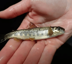 Plan for new fish pass at River Lemon to help salmon move upstream