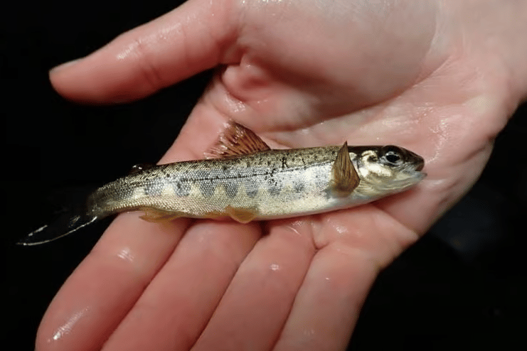 A young Salmon Parr