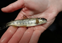 Plan for new fish pass at River Lemon to help salmon move upstream