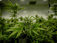 Police crackdown on organised crime and immigration offences