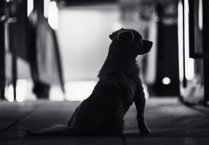 FOI request reveals out-of-control dog figures