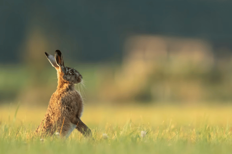Hare stock image