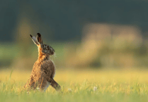 Number of hare coursing incidents last year revealed