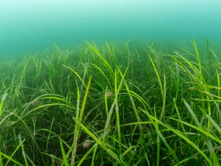 Marine firm aids seagrass restoration