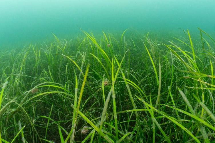 Seagrass in Falmouth. Photo Paul Naylor