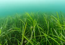 Marine firm supports UK seagrass recovery
